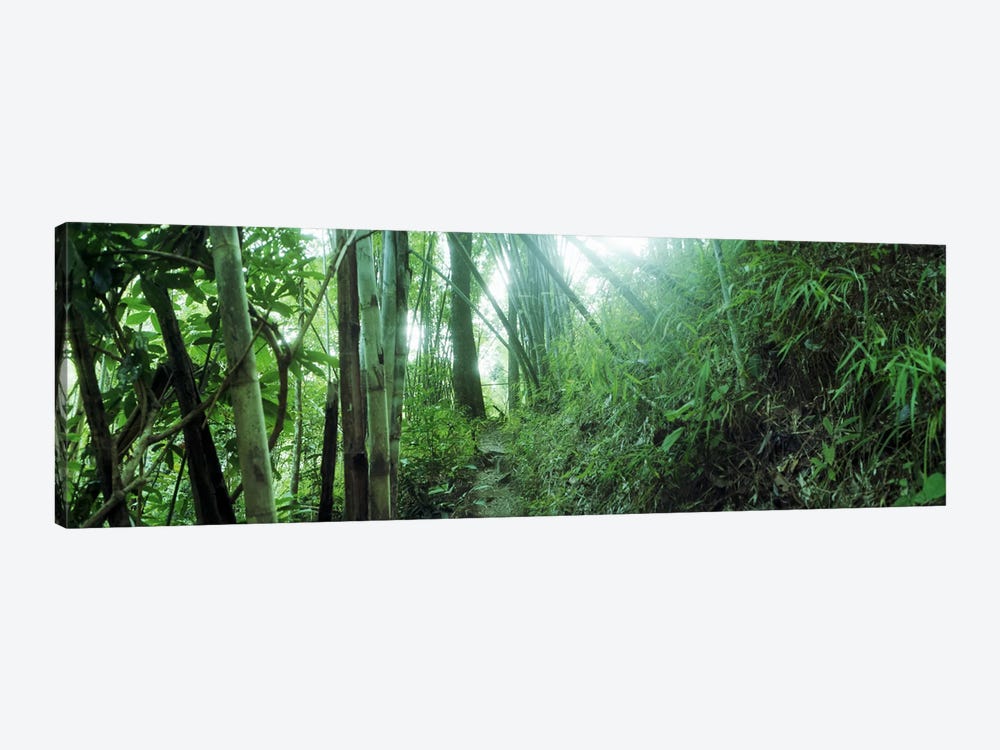 Bamboo forest, Chiang Mai, Thailand by Panoramic Images 1-piece Canvas Artwork
