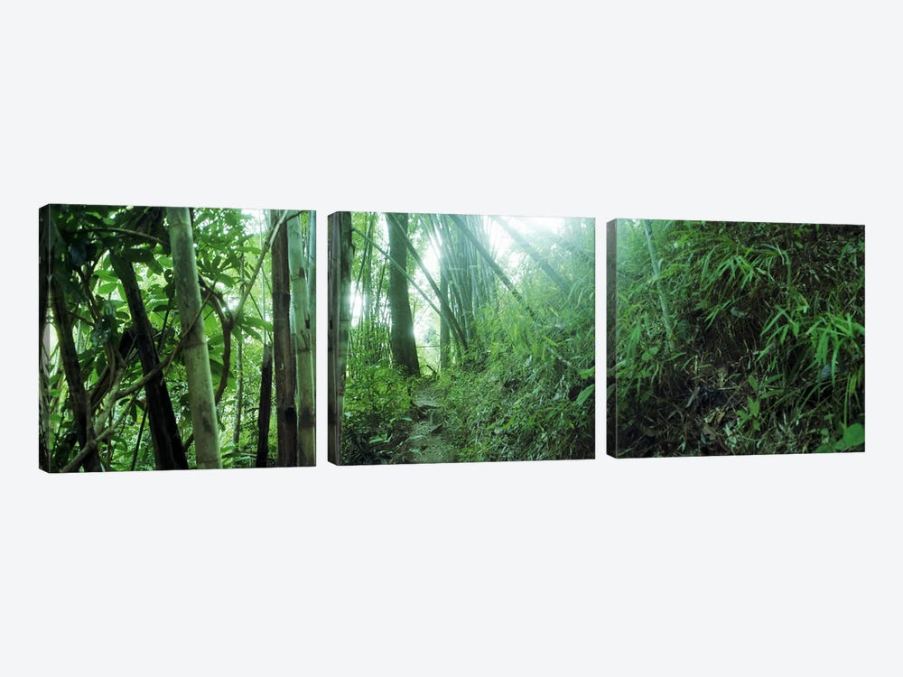 Bamboo forest, Chiang Mai, Thailand by Panoramic Images 3-piece Canvas Artwork