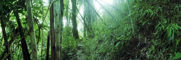 Nature Close-Ups: Bamboo forest, Chiang Mai, Thailand by Panoramic Images