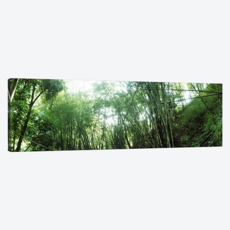 Bamboo forest, Chiang Mai, Thailand #2 Canvas Print #PIM10617} by Panoramic Images Canvas Wall Art