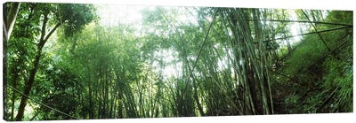 Bamboo forest, Chiang Mai, Thailand #2 Canvas Art Print