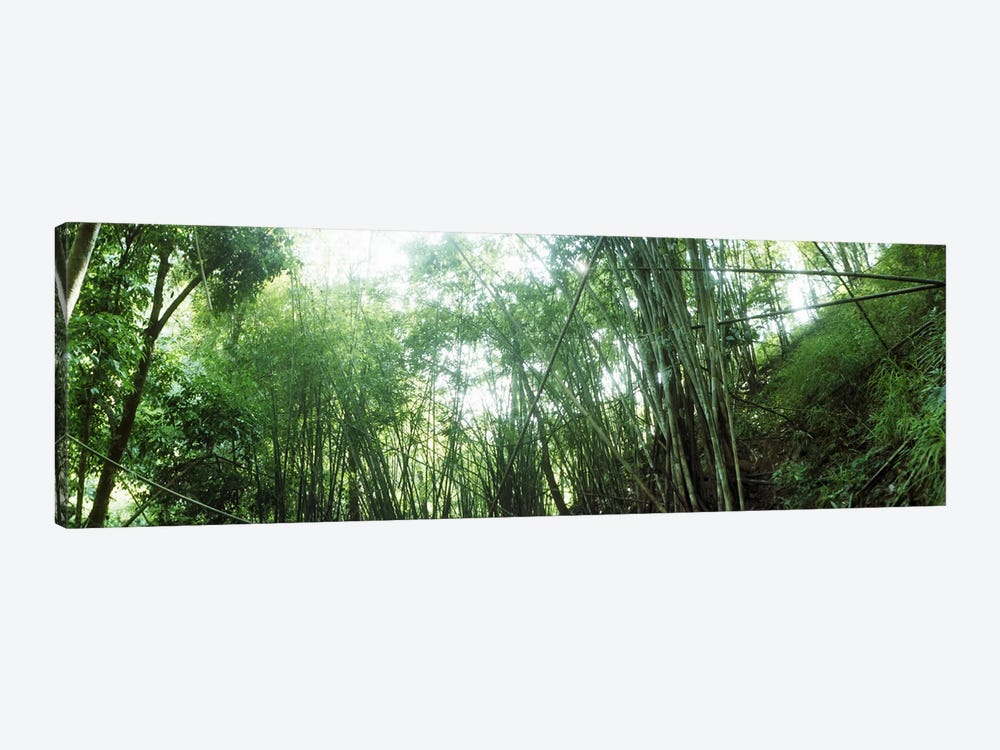 Bamboo forest, Chiang Mai, Thailand #2 by Panoramic Images 1-piece Canvas Artwork