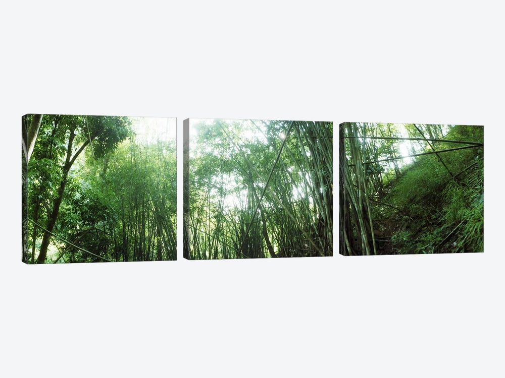 Bamboo forest, Chiang Mai, Thailand #2 by Panoramic Images 3-piece Canvas Artwork