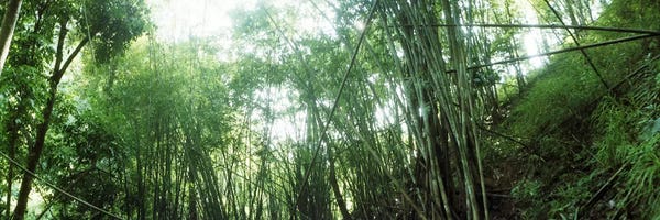 Housewarming Gifts: Bamboo forest, Chiang Mai, Thailand #2 by Panoramic Images