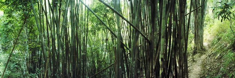 Bamboo forest, Chiang Mai, Thailand #3