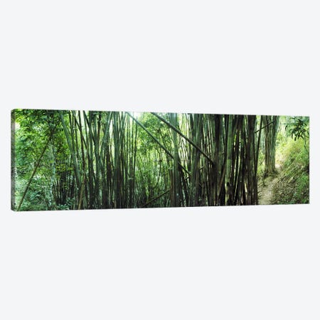 Bamboo forest, Chiang Mai, Thailand #3 Canvas Print #PIM10618} by Panoramic Images Art Print