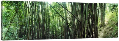 Bamboo forest, Chiang Mai, Thailand #3 Canvas Art Print - Bamboo Art