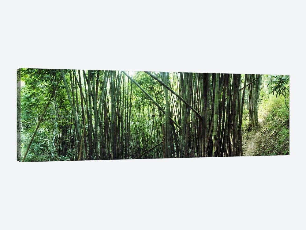 Bamboo forest, Chiang Mai, Thailand #3 by Panoramic Images 1-piece Canvas Art Print