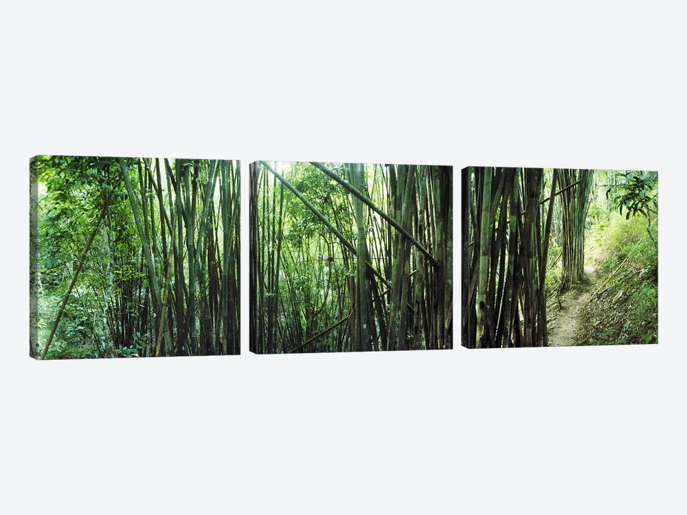 Bamboo forest, Chiang Mai, Thailand #3 by Panoramic Images 3-piece Canvas Art Print