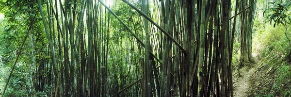 Bamboo: Bamboo forest, Chiang Mai, Thailand #3 by Panoramic Images