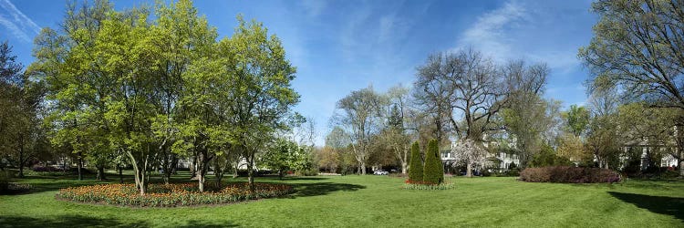 Tulips with trees at Sherwood Gardens, Baltimore, Maryland, USA