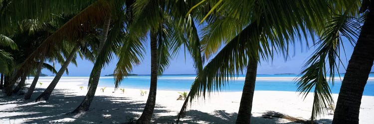 Palm trees on the beach, Aitutaki, Cook Islands