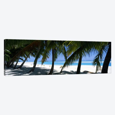 Palm trees on the beach, Aitutaki, Cook Islands Canvas Print #PIM10697} by Panoramic Images Canvas Art