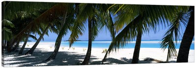 Palm trees on the beach, Aitutaki, Cook Islands Canvas Art Print - Tropical Beach Art