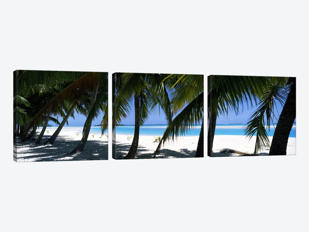 Palm trees on the beach, Aitutaki, Cook Islands by Panoramic Images 3-piece Canvas Artwork