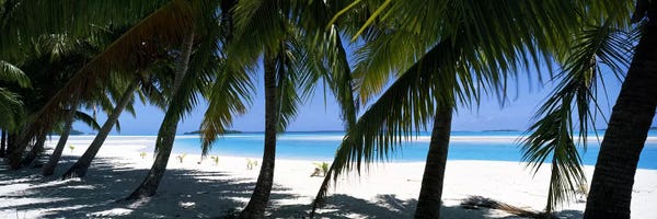 Large Coastal Art - Canvas Prints: Palm trees on the beach, Aitutaki, Cook Islands by Panoramic Images