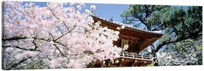 USA, California, San Francisco, Golden Gate Park, Japanese Tea Garden, front gate Canvas Art Print - Cherry Blossom Art
