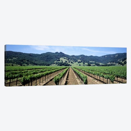 Vineyard Landscape, Hopland, Mendocino County, California, USA Canvas Print #PIM1071} by Panoramic Images Canvas Wall Art