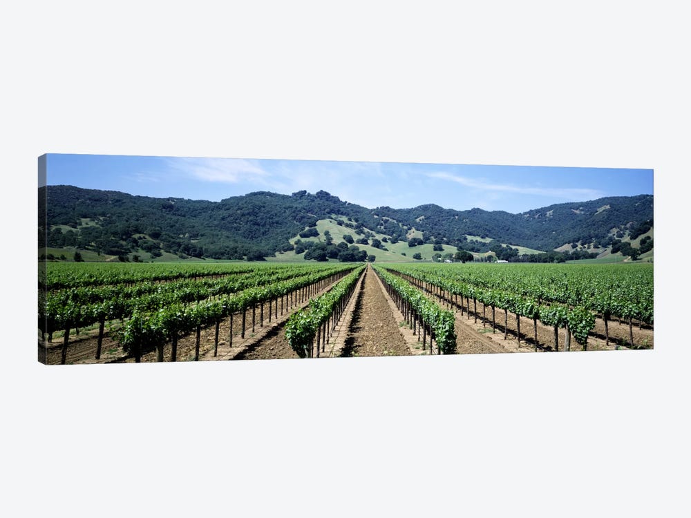Vineyard Landscape, Hopland, Mendocino County, California, USA by Panoramic Images 1-piece Canvas Wall Art