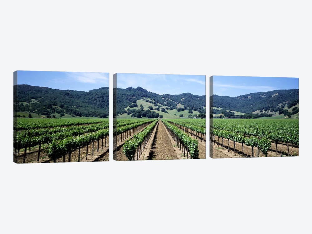 Vineyard Landscape, Hopland, Mendocino County, California, USA by Panoramic Images 3-piece Canvas Wall Art
