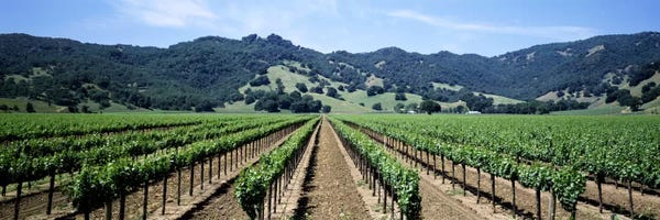 Vineyards: Vineyard Landscape, Hopland, Mendocino County, California, USA by Panoramic Images