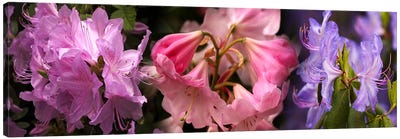 Colorful rhododendrons flowers Canvas Art Print - Nature Close-Up Art