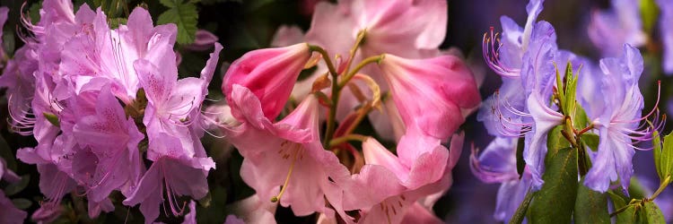 Colorful rhododendrons flowers