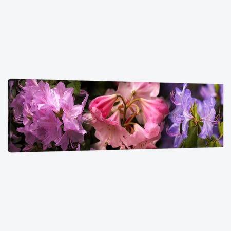 Colorful rhododendrons flowers Canvas Print #PIM10728} by Panoramic Images Canvas Print