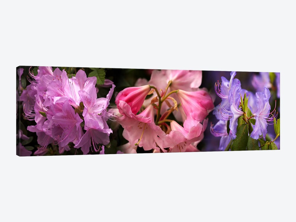 Colorful rhododendrons flowers by Panoramic Images 1-piece Canvas Art Print