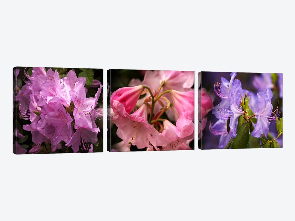 Colorful rhododendrons flowers by Panoramic Images 3-piece Canvas Art Print