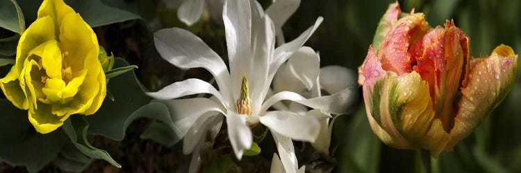Close-up of flowers by Panoramic Images wall art