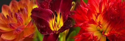 Close-up of orange flowers by Panoramic Images multi panel art