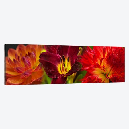 Close-up of orange flowers Canvas Print #PIM10730} by Panoramic Images Canvas Art