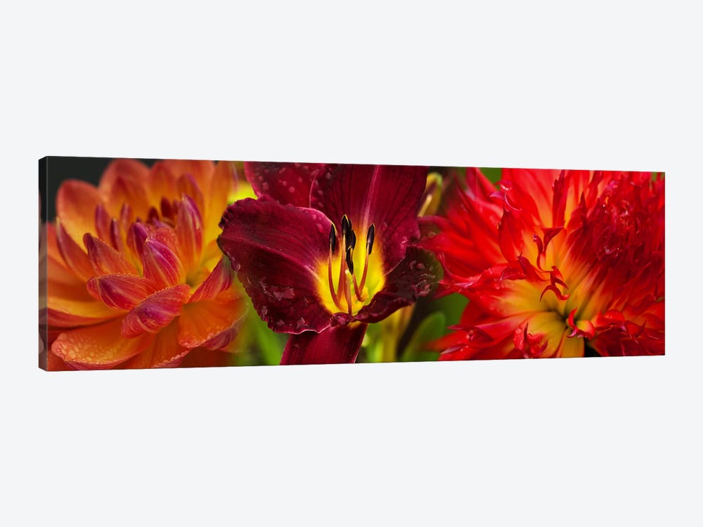 Close-up of orange flowers by Panoramic Images 1-piece Canvas Art