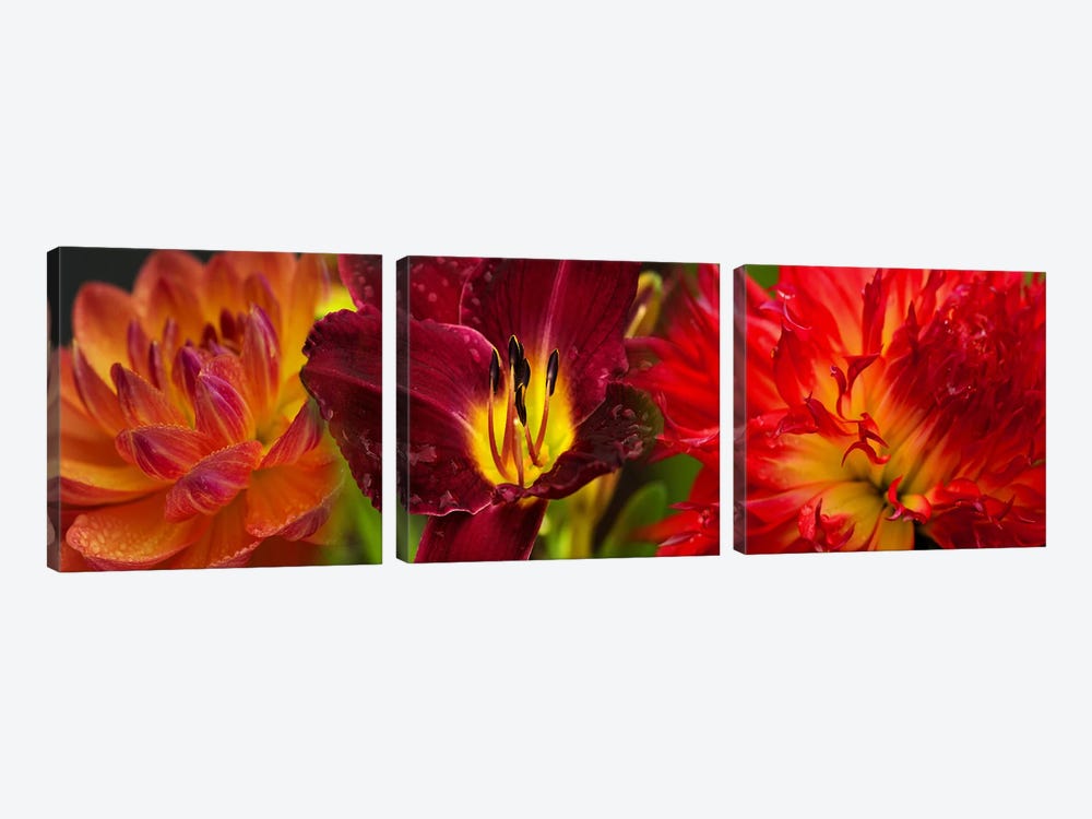 Close-up of orange flowers by Panoramic Images 3-piece Canvas Wall Art