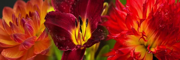 Floral Close-Ups: Close-up of orange flowers by Panoramic Images