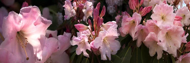 Close-up of pink rhododendron flowers