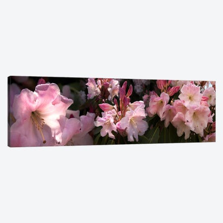 Close-up of pink rhododendron flowers Canvas Print #PIM10731} by Panoramic Images Canvas Wall Art