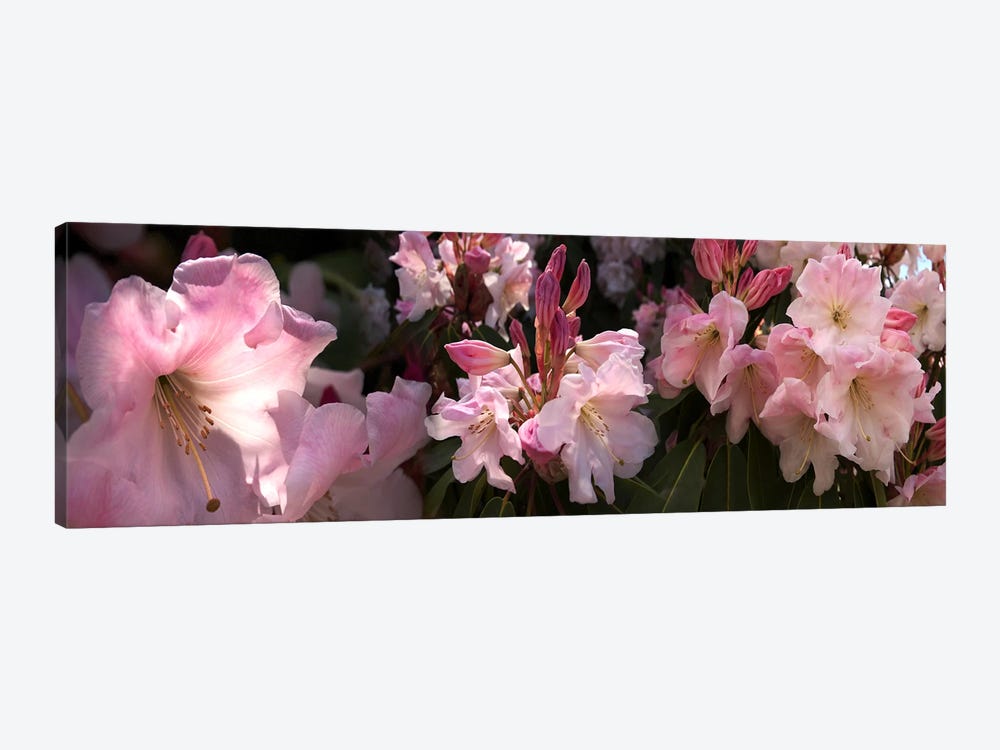 Close-up of pink rhododendron flowers by Panoramic Images 1-piece Canvas Art Print
