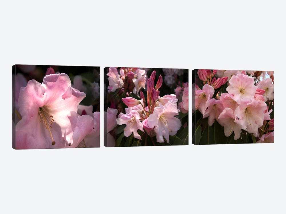 Close-up of pink rhododendron flowers by Panoramic Images 3-piece Art Print