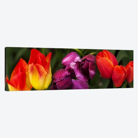 Close-up of tulip flowers Canvas Print #PIM10732} by Panoramic Images Canvas Artwork