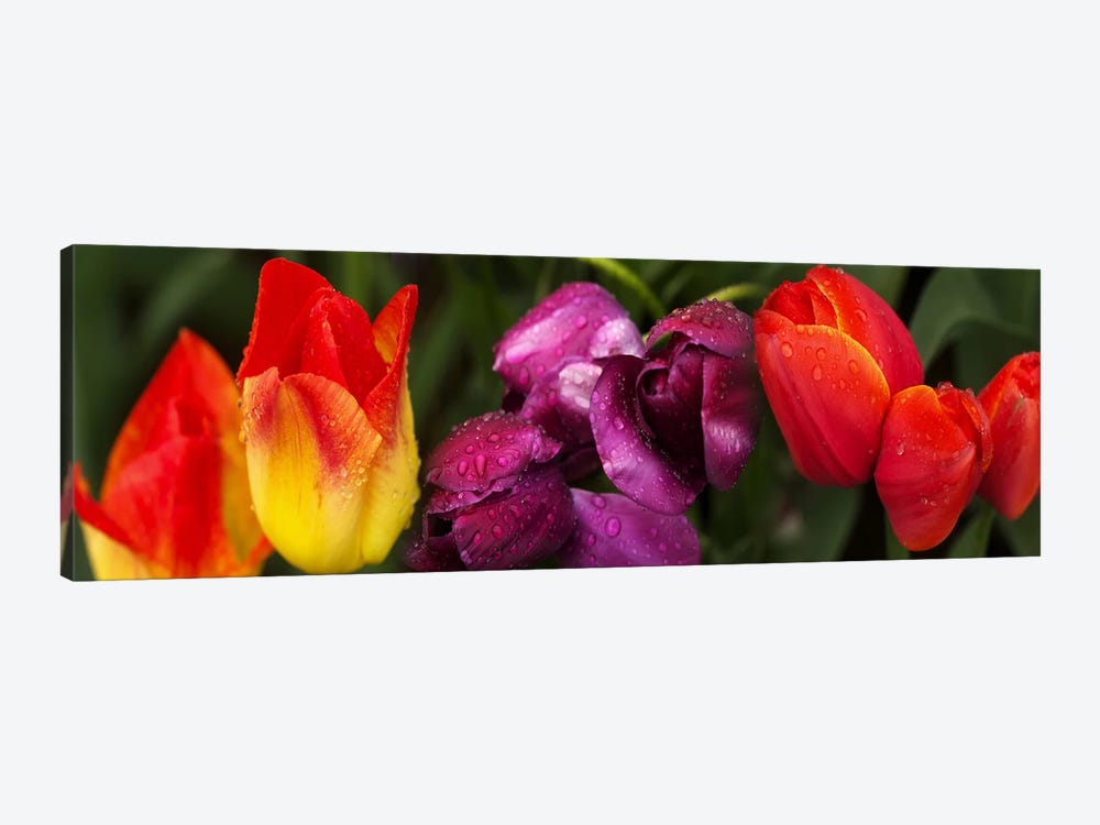 Close-up of tulip flowers 1-piece Canvas Artwork