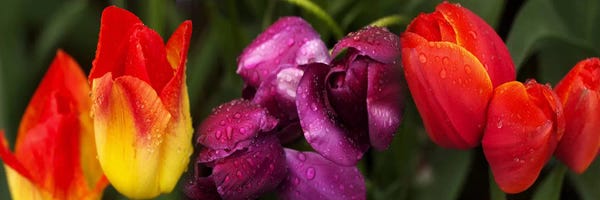 Tulips: Close-up of tulip flowers by Panoramic Images