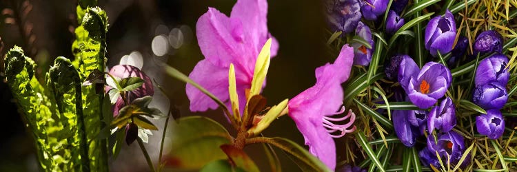 Close-up of flowers by Panoramic Images wall art