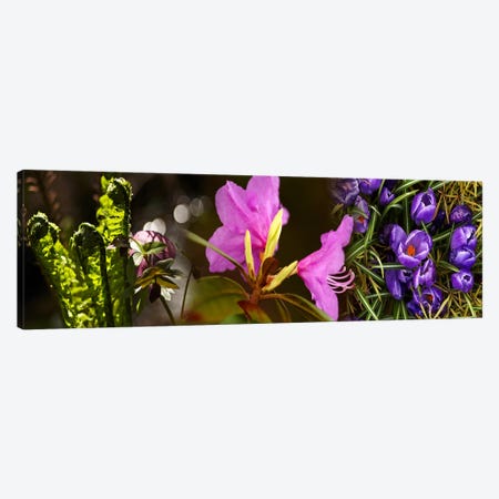 Close-up of flowers Canvas Print #PIM10733} by Panoramic Images Canvas Art
