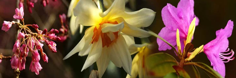 Close-up of flowers by Panoramic Images wall art