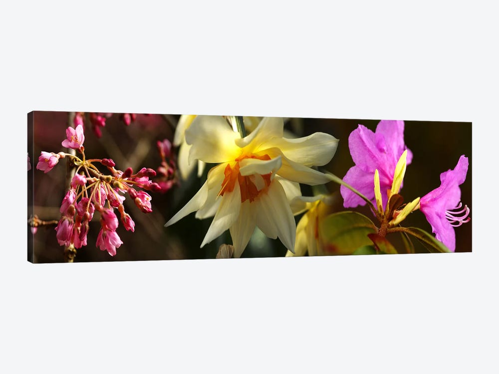 Close-up of flowers by Panoramic Images 1-piece Canvas Artwork
