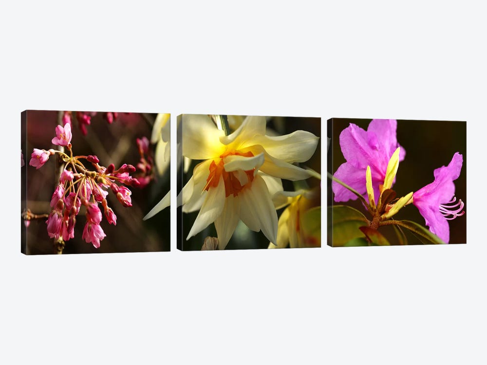 Close-up of flowers by Panoramic Images 3-piece Canvas Artwork