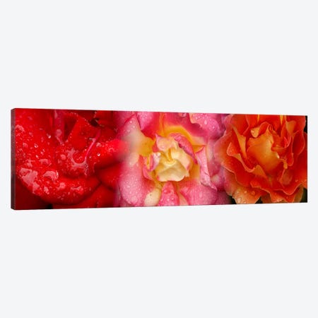 Close-up of three Rose flowers Canvas Print #PIM10736} by Panoramic Images Canvas Art Print