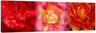 Close-up of three Rose flowers Canvas Art Print - Water Close-Up Art